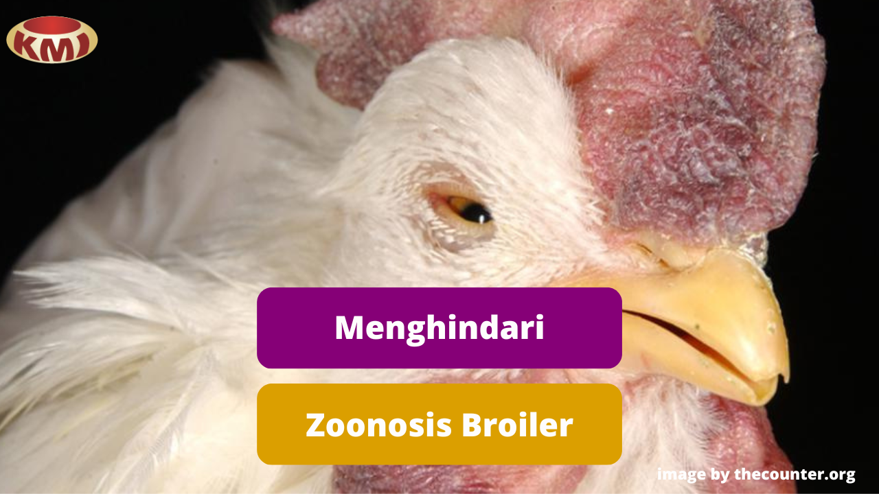 Langkah Pencegahan Penyakit Zoonosis Broiler